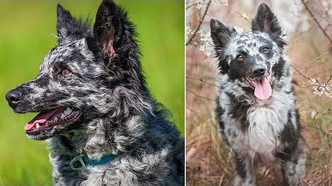 Meet the Mudi: UK's Newest Dog Breed Unleashed!