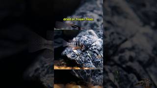 Creating A Sustainable Supply Of Food For My Fish Click The Link For The Full Video