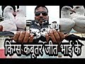 Mumbai pigeons of jeet thakur kings pigeon part 1