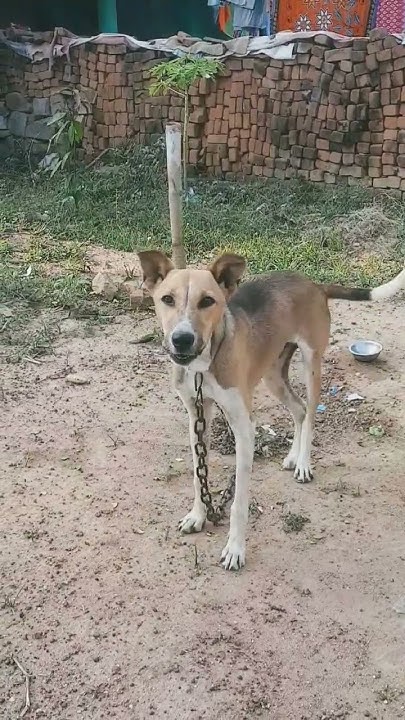 indian-pet-dog-indian-dog-breed-instagram-trending-facebook-pets