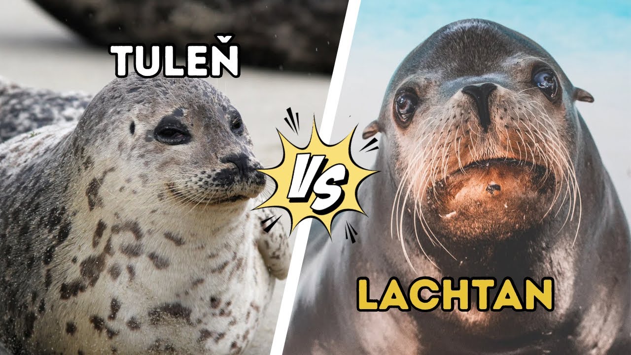 Tuleň vs. lachtan: Jaký je mezi nimi skutečný rozdíl?