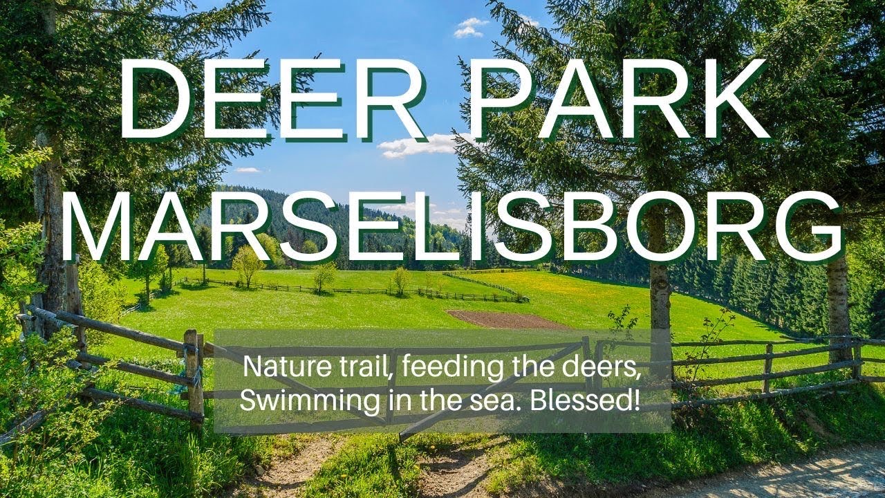 Wildlife adventure in Marselisborg Deer Park in Aarhus, Denmark.