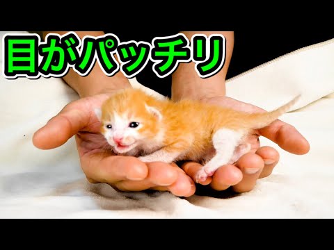 目がパッチリ開いた生後８日目の子猫が可愛すぎた。【保護猫】