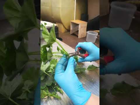 Video: Mashhur Pelargonium. Ko'paytirish