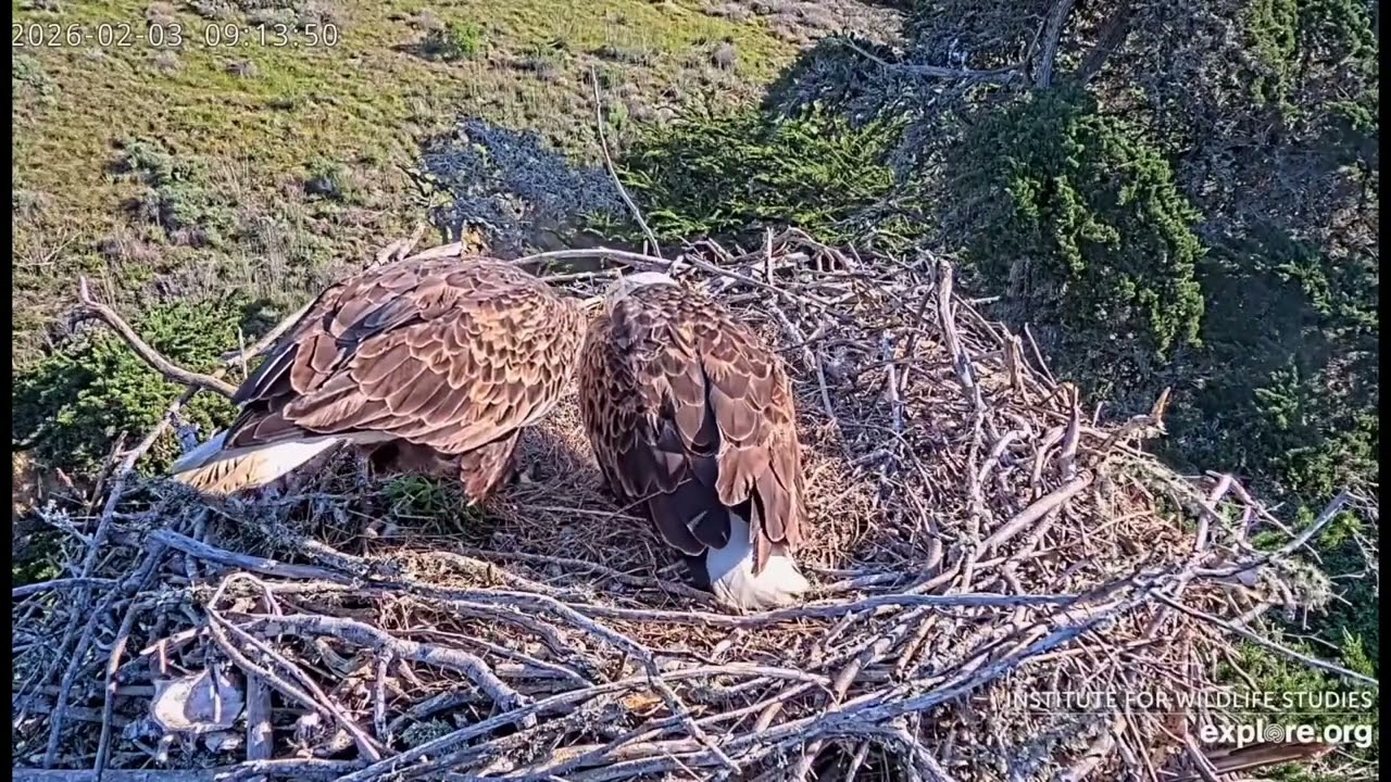 Jak & Audacity- Sauces Eagle Nest❤️02/03/26