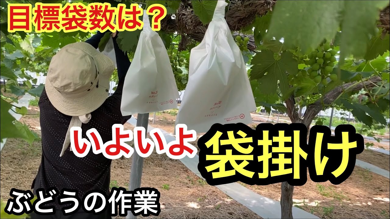 ぶどうの作業」袋掛けします！目標袋数と実際の差はどのくらい？ - YouTube