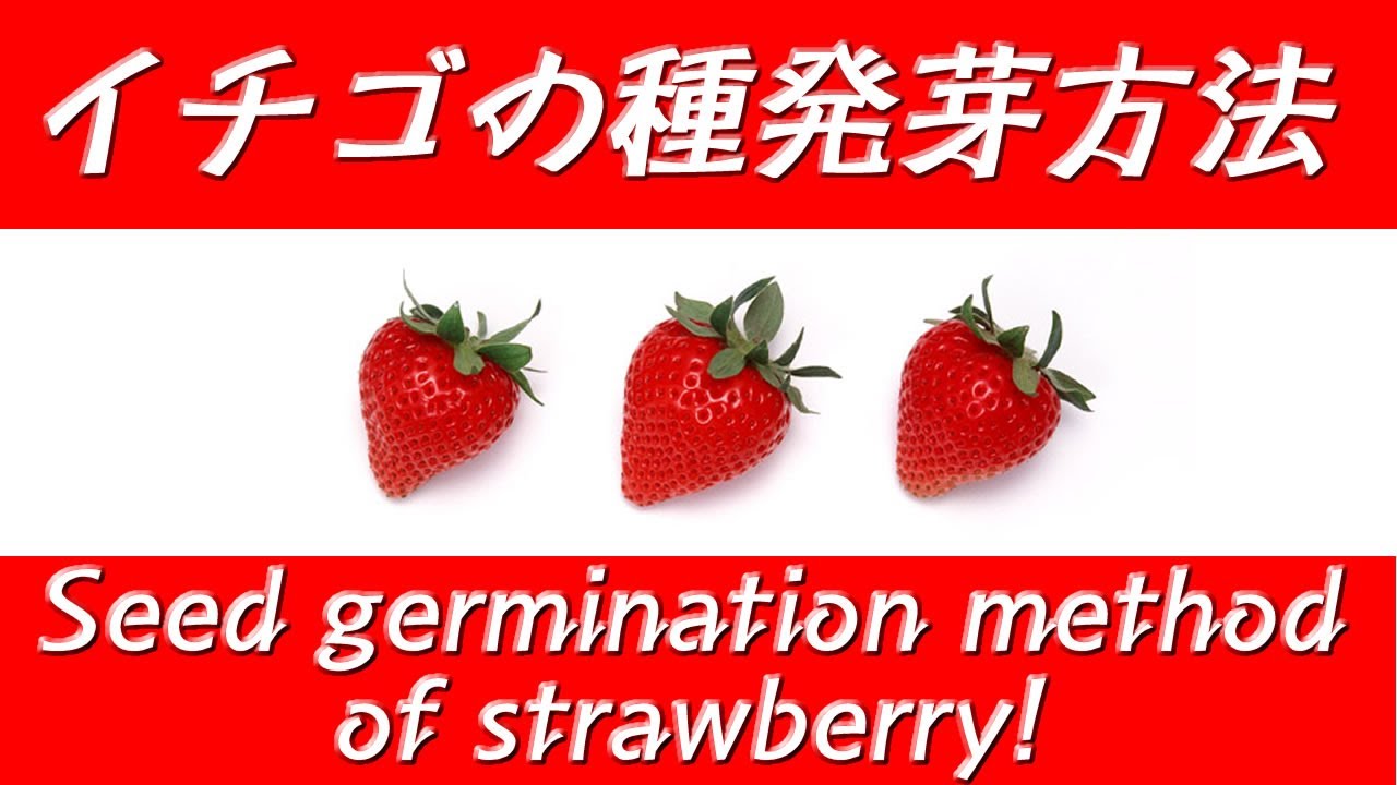 簡単 確実 イチゴの種発芽方法 Seed Germination Method Of Strawberry Youtube
