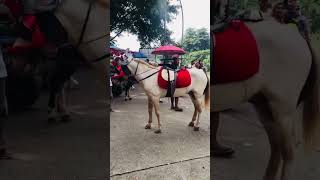 Kuda terbawa arus angin kencang