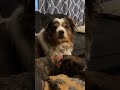 He does NOT LIKE him taking his seat👀🤣🤣#cutedogs #viraldog #love #fypシ゚viral #funny
