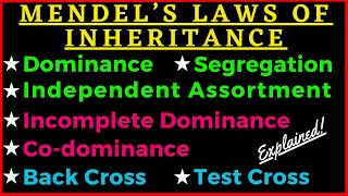 Mendel's 3 Laws of Inheritance Dominance Segregation Independent Assortment Genetics Punnett Square