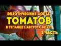 Экзотические сорта томатов в теплице 1часть! Обзор томатов в теплице в 2019