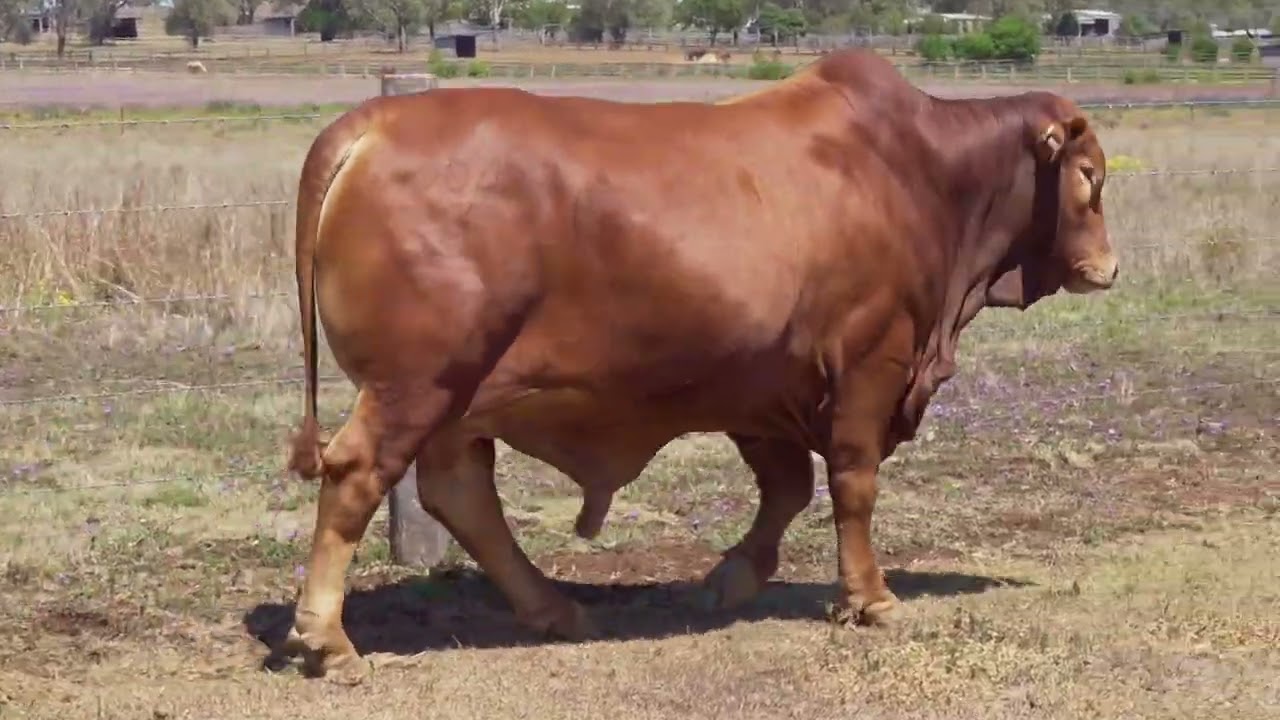 Lot 72 - Oakmore Xandros  (PP)