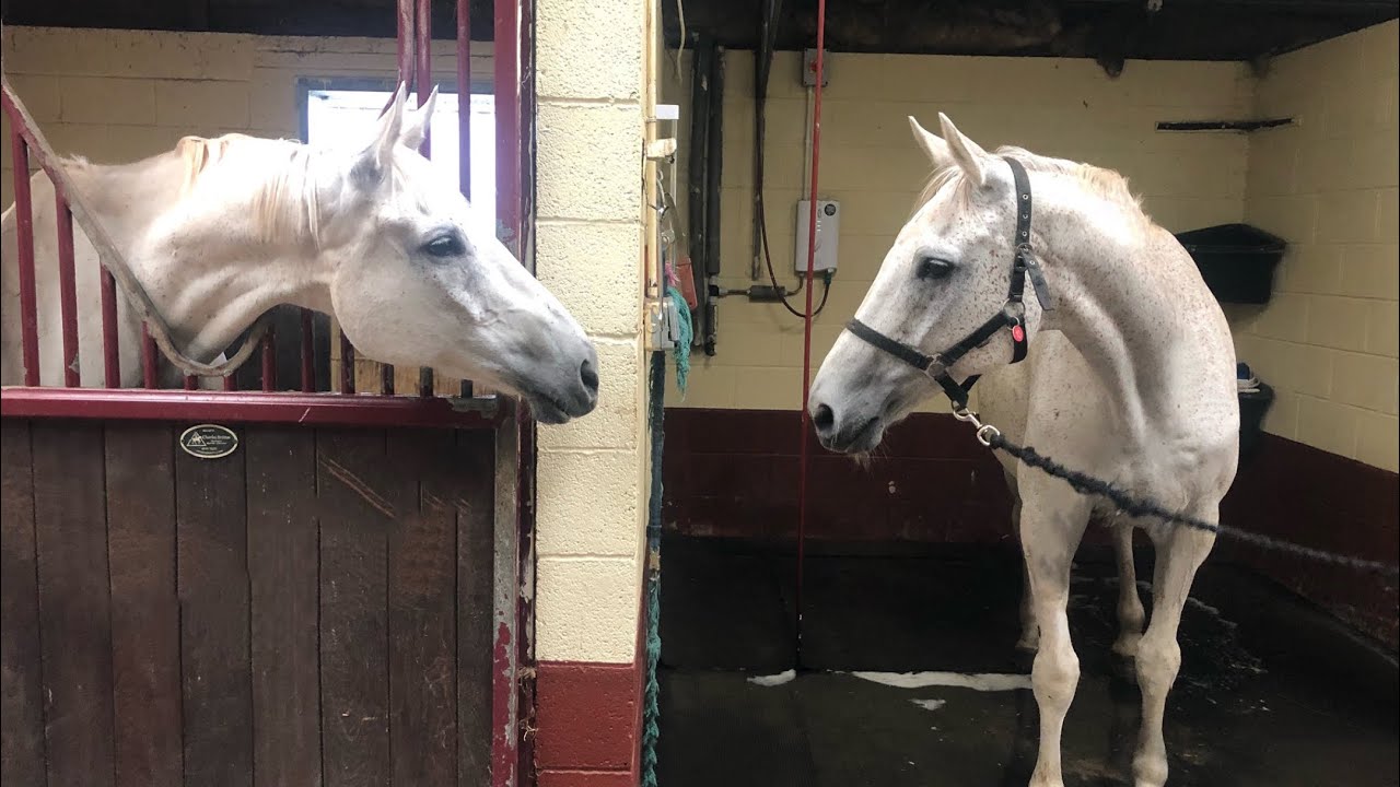 The last BBC Grand National Neptune Collonges Racing Legend.