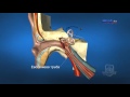 3D обучение по анатомия - ухо