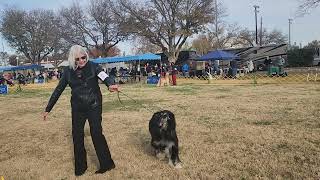 12.10.2023 Woodland, CA Afghan Hound Judging under Mrs. Patricia Nemirovsky de Alsina