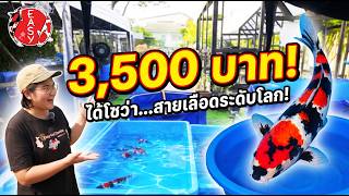 กำเงิน 3,500 บาท ก็ได้โชว่าสายเลือดตำนานโลก!