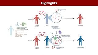 iMeta | Immune responses in Clostridioides difficile infection: pathogenesis and immunotherapy