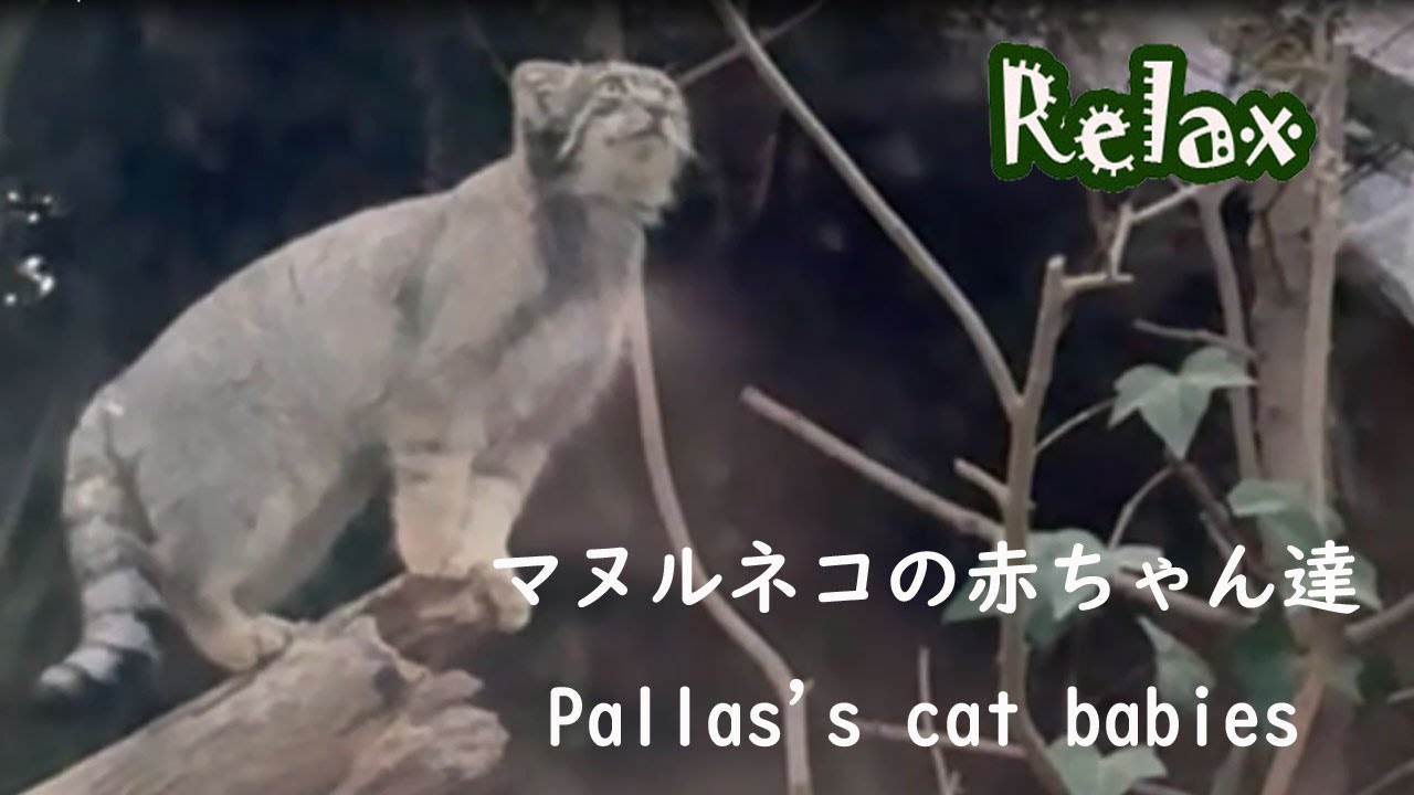好奇心いっぱい　マヌルネコの赤ちゃん　cute　Pallas's cat babies