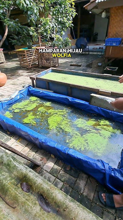 PENEBARAN WOLFFIA 500 GRAM | #peternaksejahtera #wolffia #azolla #pakan #kolam #budidaya #farm #fish