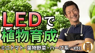 植物育成に使うledライトはどう選べばいいの メリット デメリットも紹介 Youtube