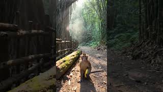 शरारती बंदर का बड़ा सबक🐵#MonkeyStory#MoralStory #JungleStory #HindiStory #MotivationStory #KidsStory
