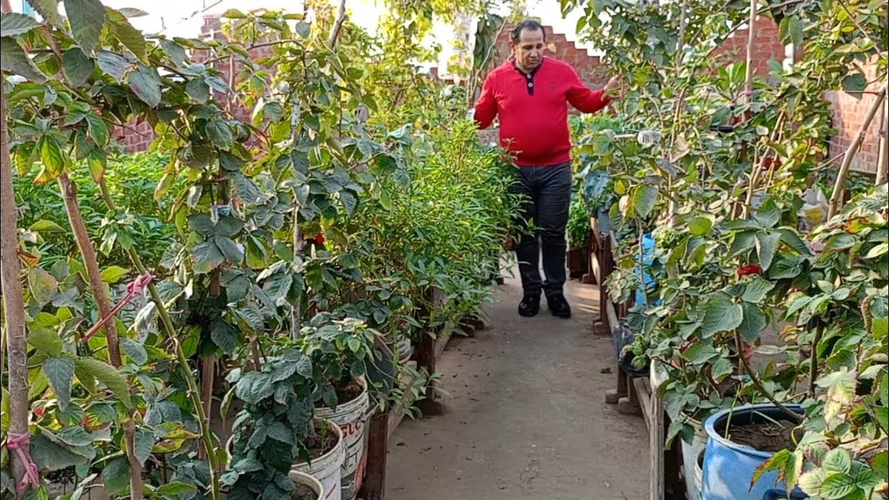 15جنيه فقط .تملأ بها سطحك وبلكونتك باجمل زرع . - YouTube