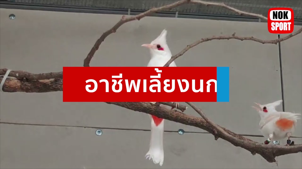 เปลี่ยนความชอบเป็นอาชีพ #หัวจุกลูกผสมสายเลือดนกแข่ง  #นกกรงหัวจุกเลือดนักสู้  #นกกรงหัวจุกสีพิเศษ