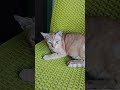 #fypシ゚viral #cat #pets #realcat #adorable #adorable  I love you