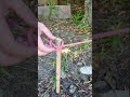 Very Useful Knot - Simple and Reliable !