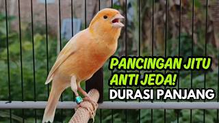 Pancingan Kenari Gacor Cengkok mewah Durasi Spek Gantang- Dijamin Ngerol Ngeplong Panjang !!