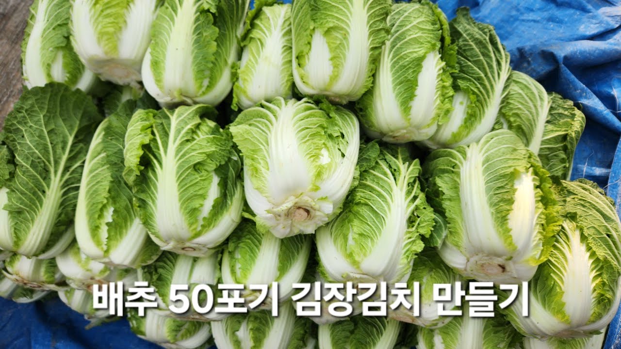 [ 배추 50포기 김장김치 만들기 ] 24년도 김장은 이렇게 만들어 보았습니다. 수확부터 김치완성까지 풀영상입니다.