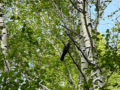 Как ока кукуку