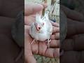 Little Cockatiel Birds | Baby Cockatiel | White Cockatiel