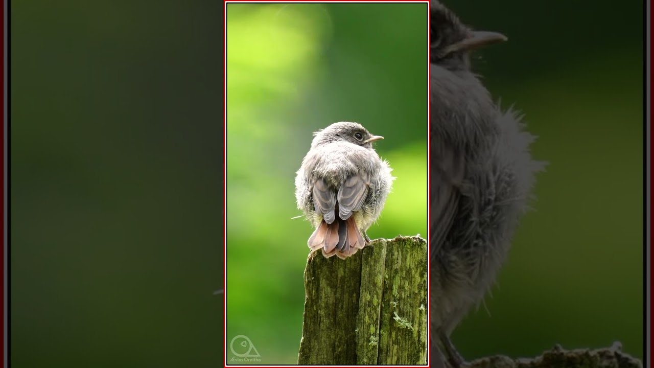 Little Black Redstart Discover the world [4K] SONY A7SIII 