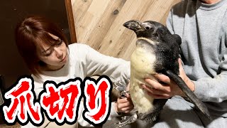 ペンギンの爪きりがめちゃくちゃ大変