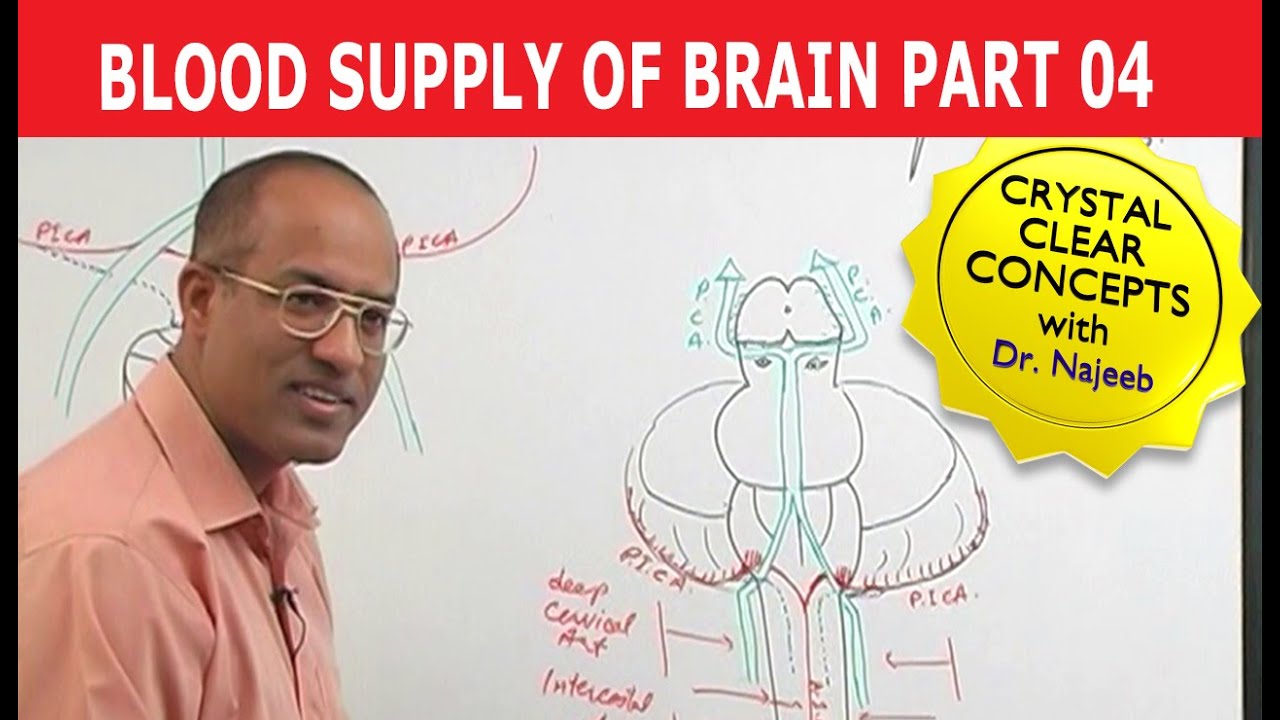 Blood Supply of Brain | Circle of Willis | Part 4/11 - YouTube