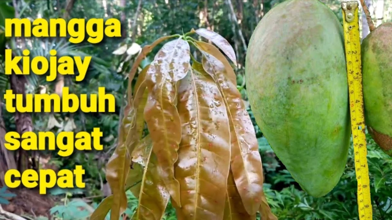 TIPS CARA MENANAM BIBIT MANGGA AGAR CEPAT BESAR 