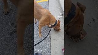 Zeus and Shadow: Tennessee to Saskatchewan Canada! Part 2 #dogs #travel #pettransport