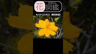 キバナコスモス | Cosmos sulphureus | かぎけん花図鑑
