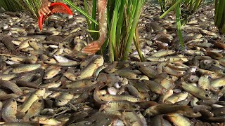 Best Fishing Exciting in Dry Season - Awesome Catching &amp; Catfish From Dry Rice Field