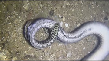 [LIVE NOW]🔴Dive Deep to Catch Giant Eel! Full of Highlights