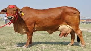 Gau Mutra Ke Fayde Gau Mutra Hindi Gau Mutra Ke Benefits