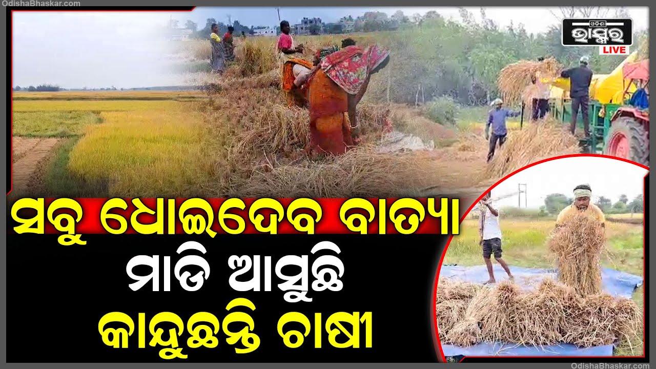 ମାଡି ଆସୁଛି ବାତ୍ୟା ସବୁ ଧୋଇଦେବ...ଡରରେ ଚାଷୀକୂଳ...ଜୀବନ ବିକଳେ ଧାନ ଉଠାଇ ନେଉଛନ୍ତି ଚାଷୀ || ODISHA BHASKAR ||