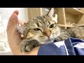 うちの猫は呼んだら腕枕で甘えてきます