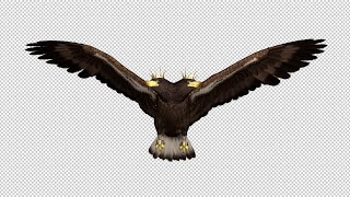 Imperial Eagle - Flying Loops & Transitions