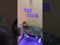 Club Cat Dance Techhouse Techno Remix Cat Party mp3