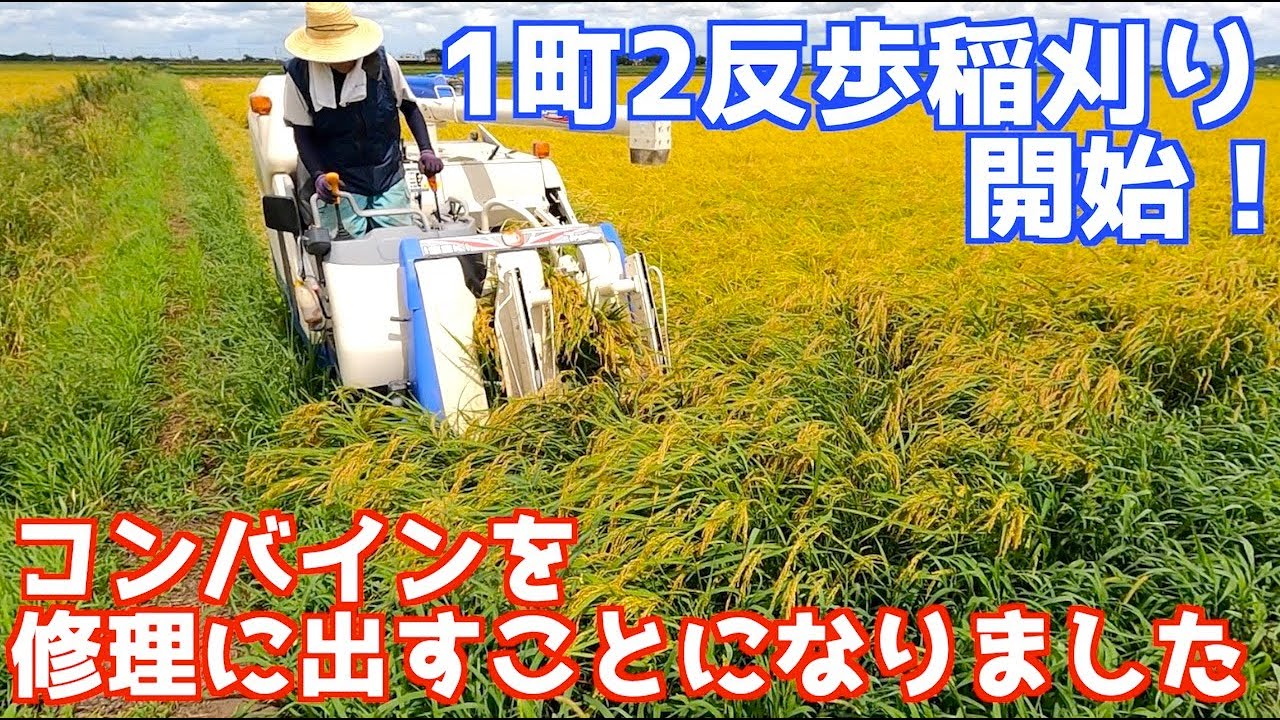 台風が来る前に1町歩の稲刈り開始！コンバインが故障して修理に出しました