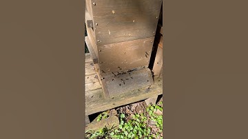 Warre Hive - spring activity