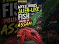 A Rare Fish Species 'Gitchak Nakana' Discovered In Assam's Goalpara