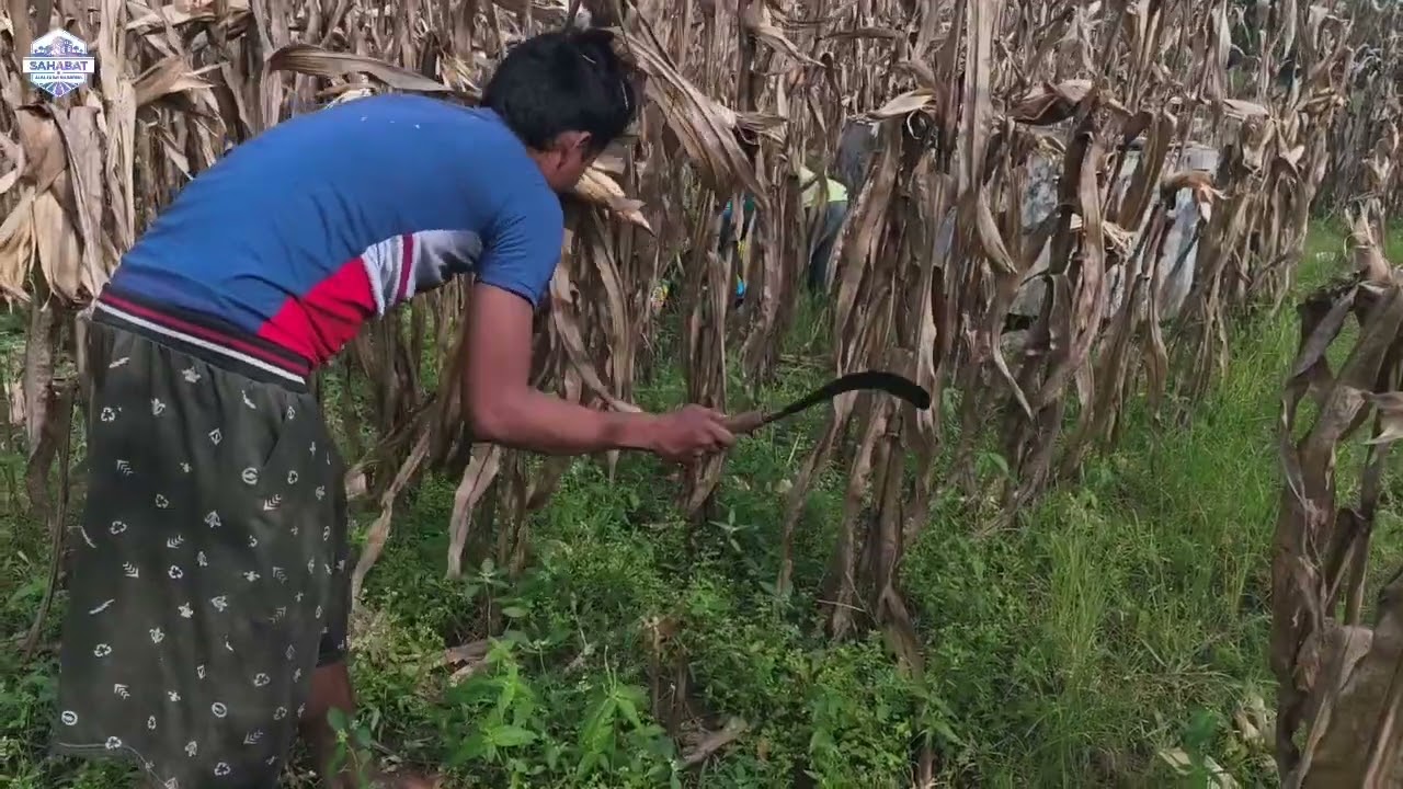 PERSIAPAN MUSIM TANAM JAGUNG PERIODE JAN - MAR 2026.